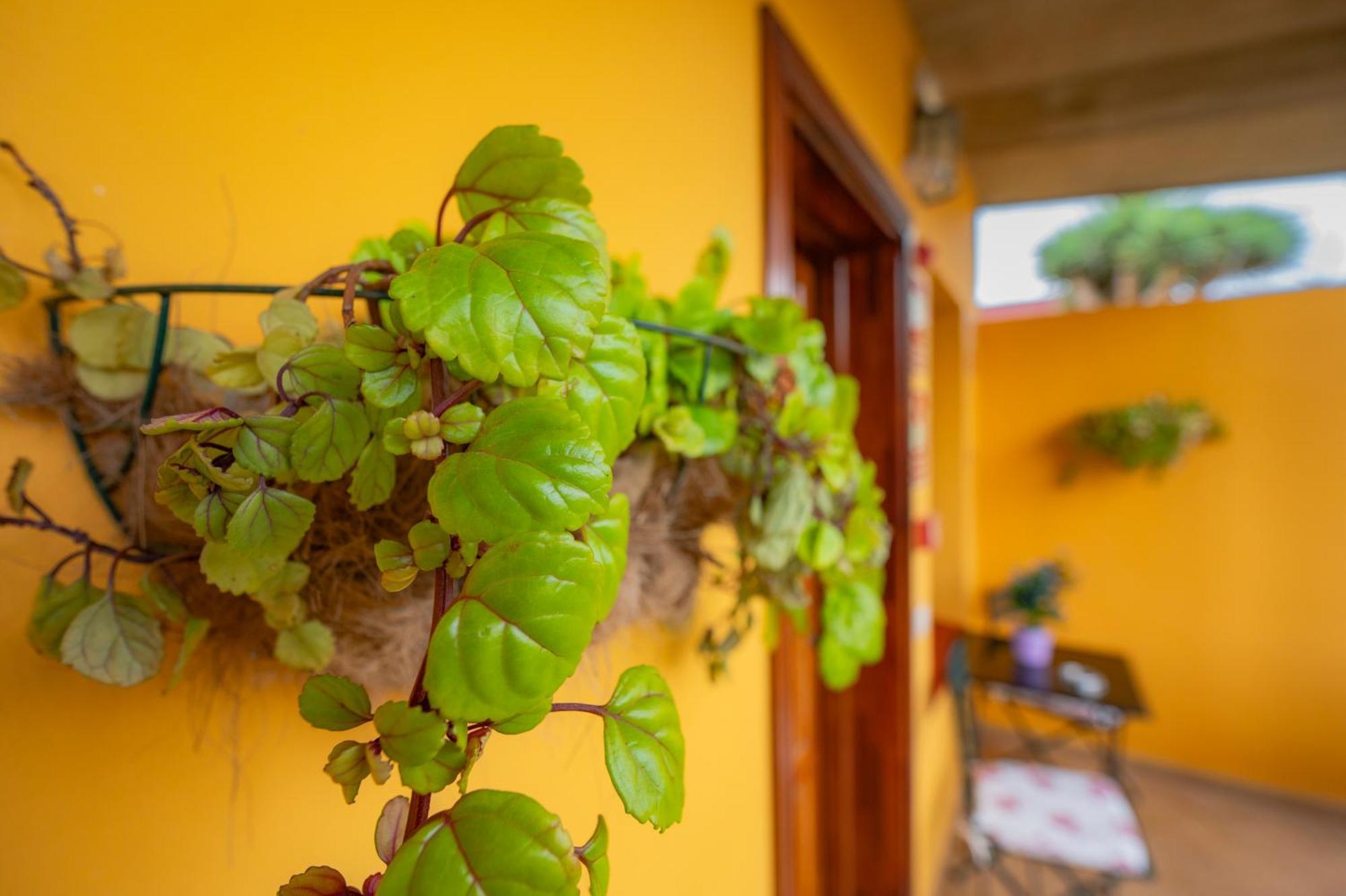 Maison d'hôtes La Asomada Del Gato à La Laguna  Extérieur photo